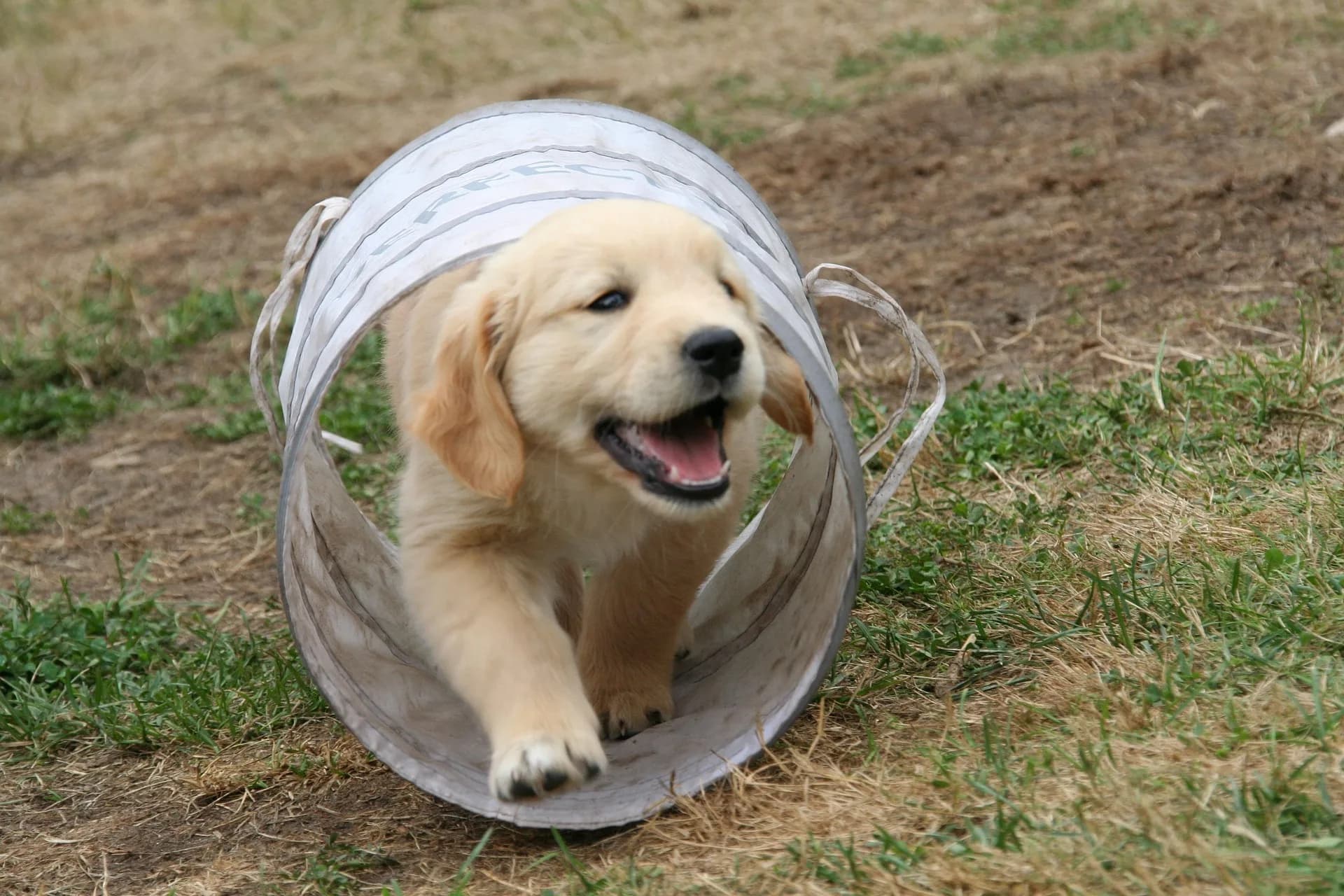 Puppyparcours