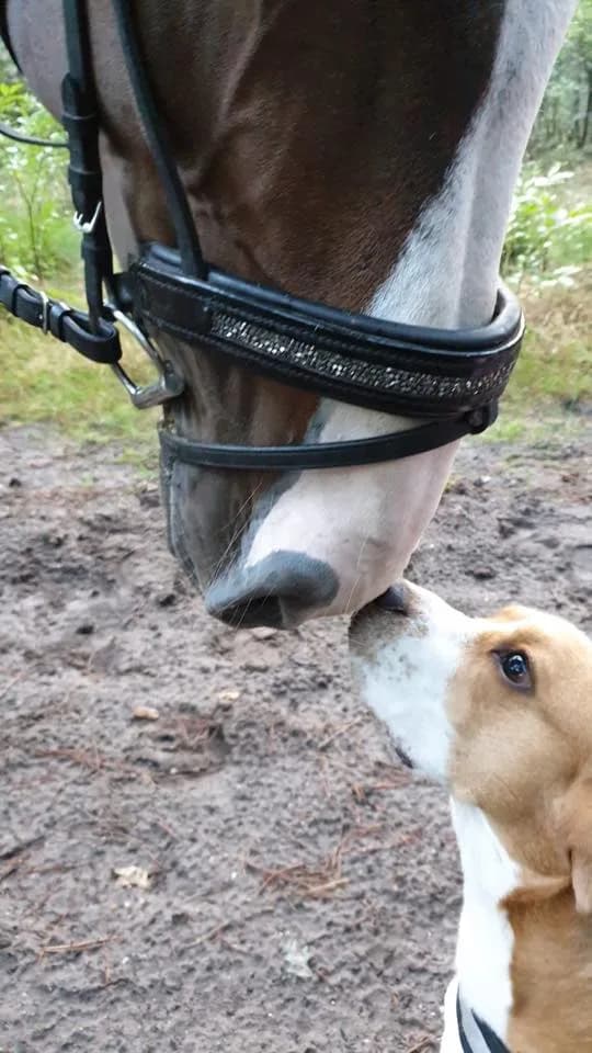 Paard Hond les — beeld 2