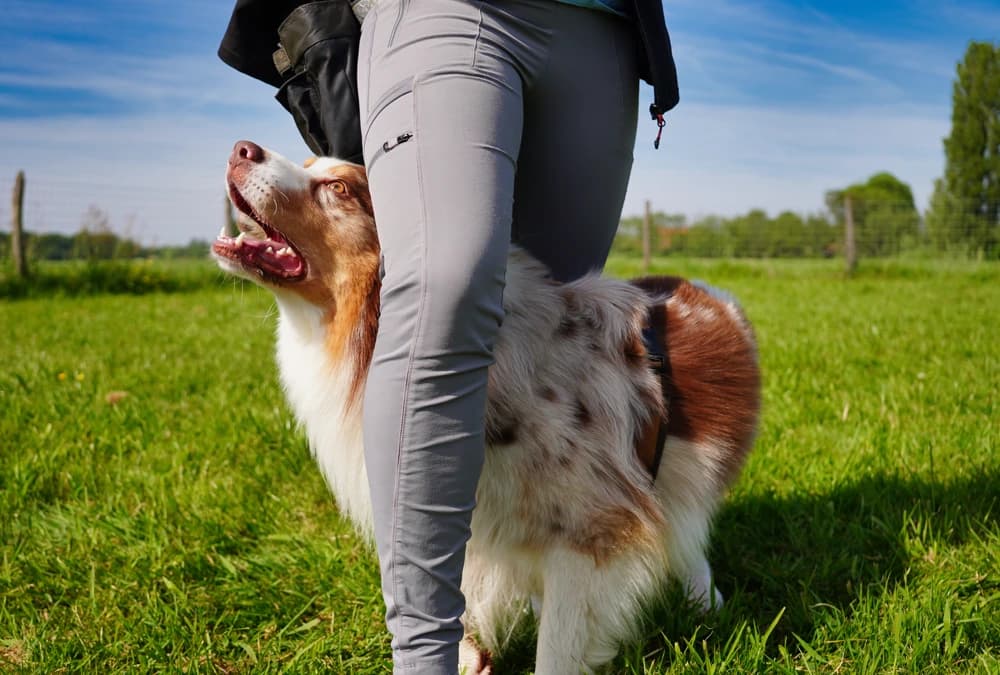 Hond geniet buiten tijdens een wandeling
