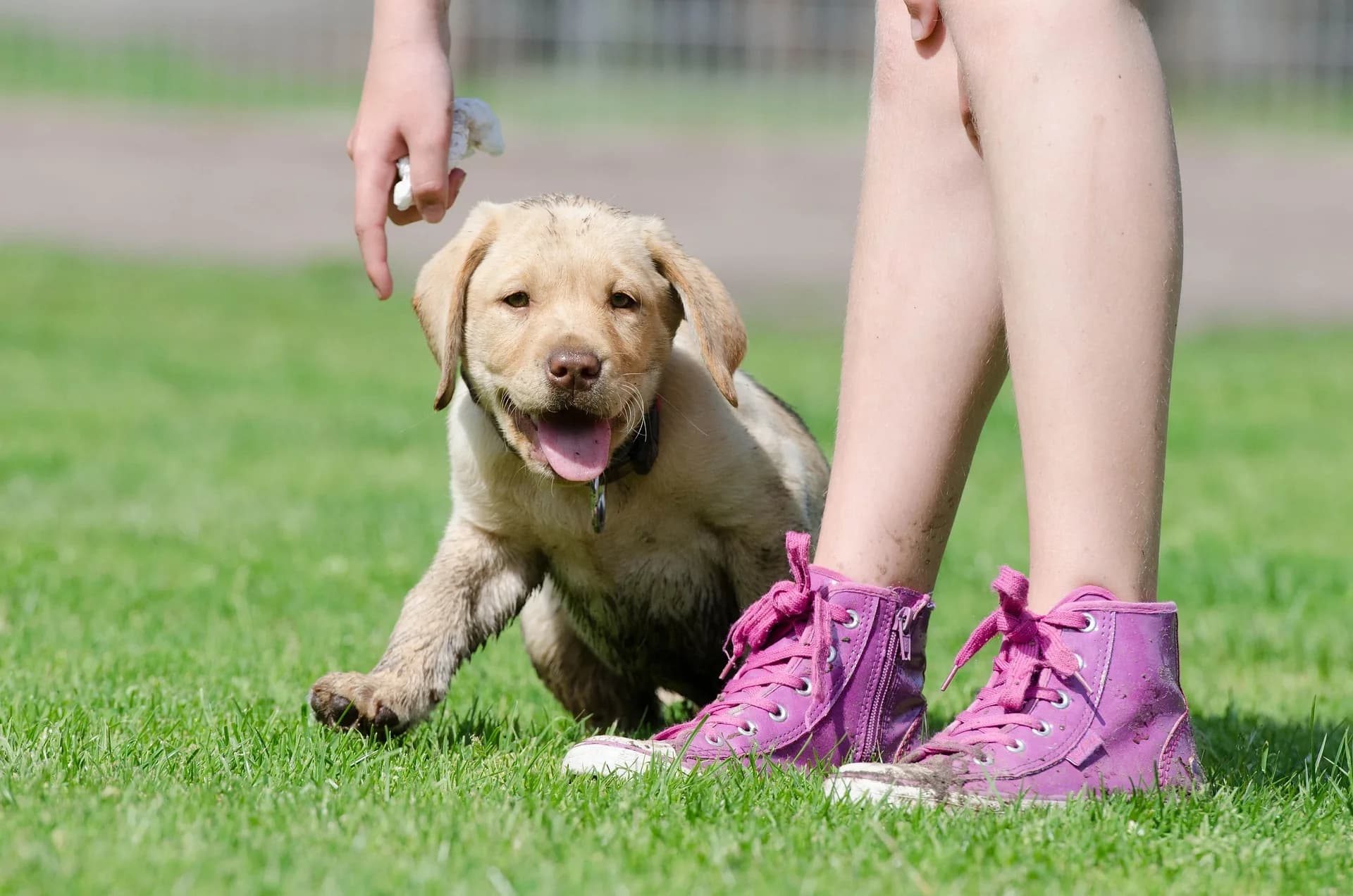 Puppyparcours