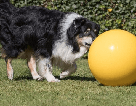 Treibball antiburst 45-65 cm