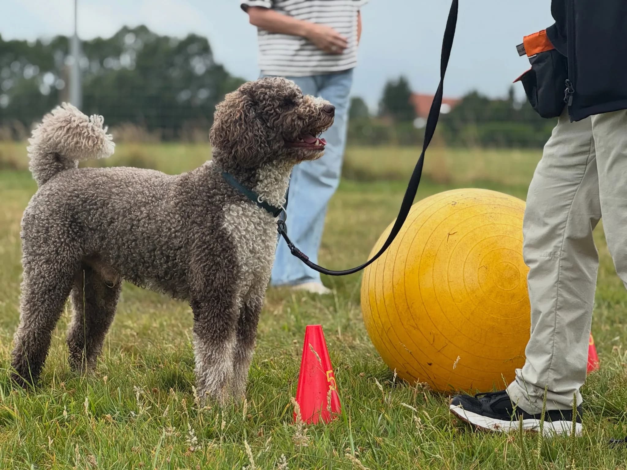 Workshop Treibball