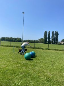 Treibball cursus Spin en Kwispel